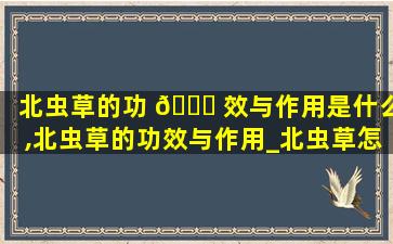 北虫草的功 🐒 效与作用是什么,北虫草的功效与作用_北虫草怎么吃